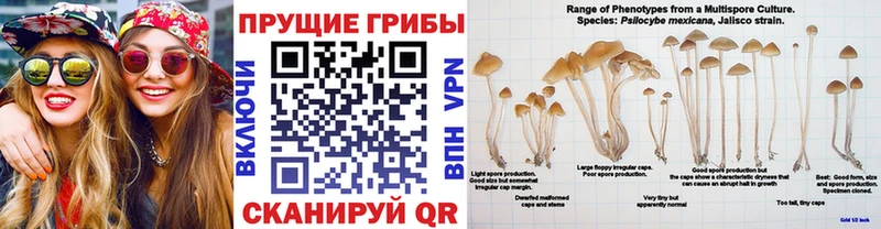 Галлюциногенные грибы Psilocybine cubensis  продажа наркотиков  Карачаевск 